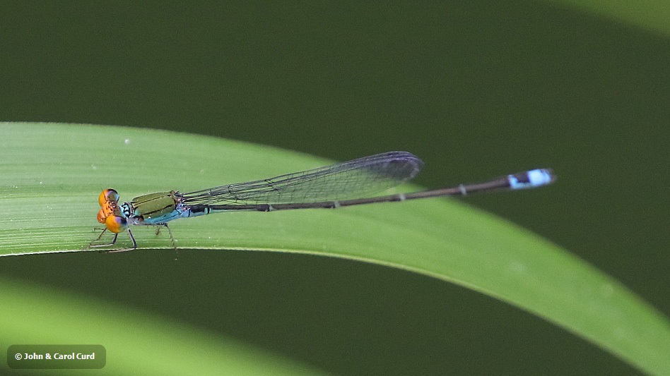 J17_3051 Pseudagrion rubriceps male.JPG